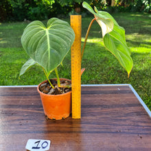 Load image into Gallery viewer, #10 Philodendron Gloriosum