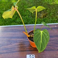 Load image into Gallery viewer, #10 Philodendron Gloriosum