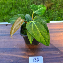 Load image into Gallery viewer, #138 Anthurium Magnificum Hybrid x