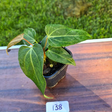 Load image into Gallery viewer, #138 Anthurium Magnificum Hybrid x