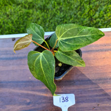 Load image into Gallery viewer, #138 Anthurium Magnificum Hybrid x