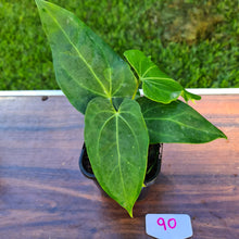 Load image into Gallery viewer, #90 Anthurium Magnificum Hybrid x