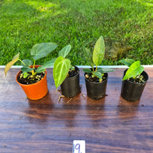 Load image into Gallery viewer, #19 BABY ANTHURIUM PACKAGE - 4 x SEEDLINGS