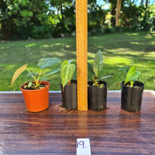 Load image into Gallery viewer, #19 BABY ANTHURIUM PACKAGE - 4 x SEEDLINGS