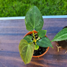 Load image into Gallery viewer, #19 BABY ANTHURIUM PACKAGE - 4 x SEEDLINGS