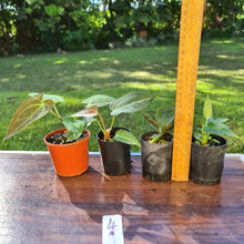 Load image into Gallery viewer, #4 BABY ANTHURIUM PACKAGE - 4 x SEEDLINGS