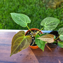 Load image into Gallery viewer, #4 BABY ANTHURIUM PACKAGE - 4 x SEEDLINGS