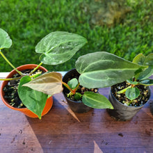 Load image into Gallery viewer, #4 BABY ANTHURIUM PACKAGE - 4 x SEEDLINGS