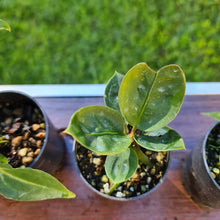Load image into Gallery viewer, #4 BABY ANTHURIUM PACKAGE - 4 x SEEDLINGS
