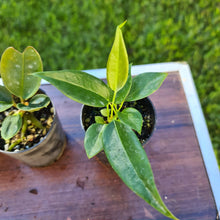 Load image into Gallery viewer, #4 BABY ANTHURIUM PACKAGE - 4 x SEEDLINGS