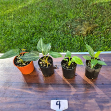 Load image into Gallery viewer, #9 BABY ANTHURIUM PACKAGE - 4 x SEEDLINGS