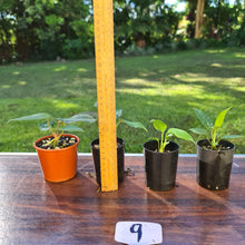Load image into Gallery viewer, #9 BABY ANTHURIUM PACKAGE - 4 x SEEDLINGS