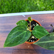 Load image into Gallery viewer, #9 BABY ANTHURIUM PACKAGE - 4 x SEEDLINGS