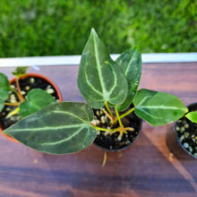 Load image into Gallery viewer, #9 BABY ANTHURIUM PACKAGE - 4 x SEEDLINGS
