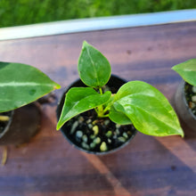 Load image into Gallery viewer, #9 BABY ANTHURIUM PACKAGE - 4 x SEEDLINGS