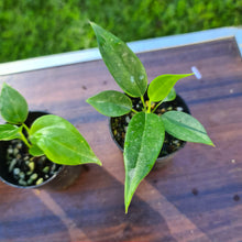Load image into Gallery viewer, #9 BABY ANTHURIUM PACKAGE - 4 x SEEDLINGS