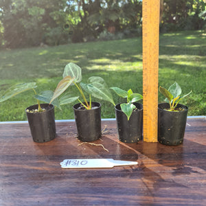 #310 BABY ANTHURIUM PACKAGE - 4 x SEEDLINGS