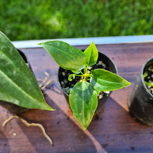 #310 BABY ANTHURIUM PACKAGE - 4 x SEEDLINGS