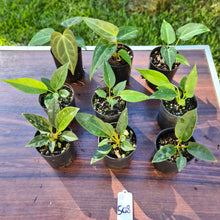 Load image into Gallery viewer, #508 BABY ANTHURIUM PACKAGE - 9 x SEEDLINGS
