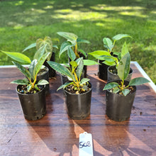 Load image into Gallery viewer, #508 BABY ANTHURIUM PACKAGE - 9 x SEEDLINGS