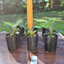 Load image into Gallery viewer, #508 BABY ANTHURIUM PACKAGE - 9 x SEEDLINGS