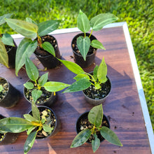 Load image into Gallery viewer, #508 BABY ANTHURIUM PACKAGE - 9 x SEEDLINGS