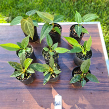 Load image into Gallery viewer, #508 BABY ANTHURIUM PACKAGE - 9 x SEEDLINGS