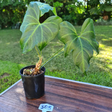 Load image into Gallery viewer, #505 Anthurium Macrolobium x