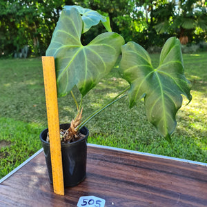 #505 Anthurium Macrolobium x