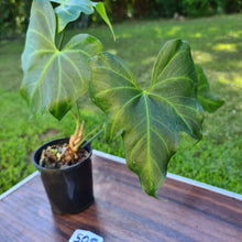 Load image into Gallery viewer, #505 Anthurium Macrolobium x