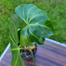 Load image into Gallery viewer, #505 Anthurium Macrolobium x