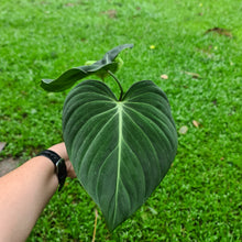 Load image into Gallery viewer, #360 Philodendron Glorious (Melanochrysum x Gloriosum)