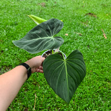 Load image into Gallery viewer, #360 Philodendron Glorious (Melanochrysum x Gloriosum)