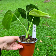Load image into Gallery viewer, #360 Philodendron Glorious (Melanochrysum x Gloriosum)