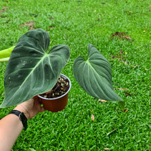 Load image into Gallery viewer, #360 Philodendron Glorious (Melanochrysum x Gloriosum)