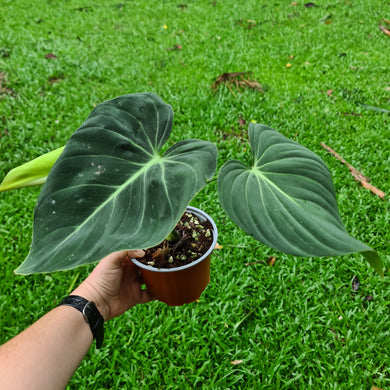 #360 Philodendron Glorious (Melanochrysum x Gloriosum)