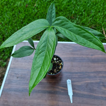 Load image into Gallery viewer, #12 Anthurium Digitatum