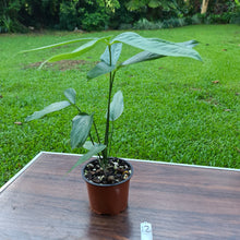 Load image into Gallery viewer, #12 Anthurium Digitatum
