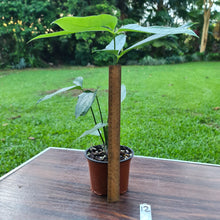 Load image into Gallery viewer, #12 Anthurium Digitatum