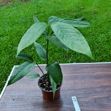 Load image into Gallery viewer, #12 Anthurium Digitatum