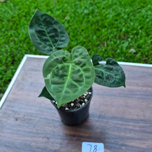 Load image into Gallery viewer, #78 Anthurium Dressleri x Forgetii