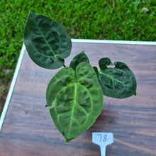 Load image into Gallery viewer, #78 Anthurium Dressleri x Forgetii