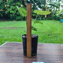 Load image into Gallery viewer, #78 Anthurium Dressleri x Forgetii
