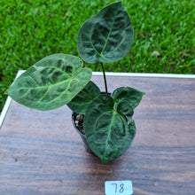 Load image into Gallery viewer, #78 Anthurium Dressleri x Forgetii