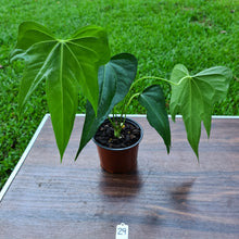 Load image into Gallery viewer, #29 Anthurium Macrolobium x