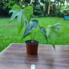 Load image into Gallery viewer, #29 Anthurium Macrolobium x
