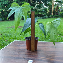 Load image into Gallery viewer, #29 Anthurium Macrolobium x