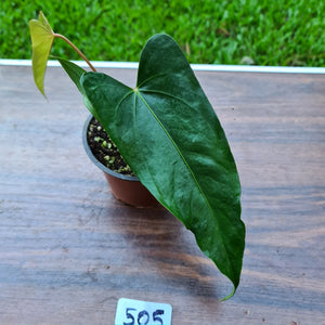 #505 Anthurium Unknown ID