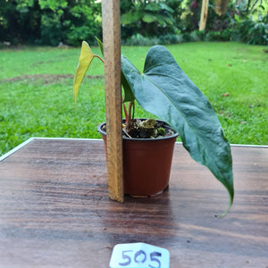 #505 Anthurium Unknown ID