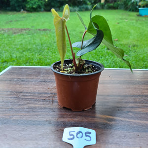 #505 Anthurium Unknown ID